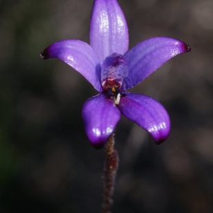 Elythranthera brunonis
